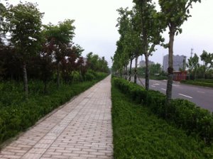 潍坊市永安路绿化工程
